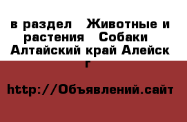  в раздел : Животные и растения » Собаки . Алтайский край,Алейск г.